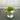 Posy - 14.5cm