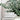 Preserved Eucalyptus